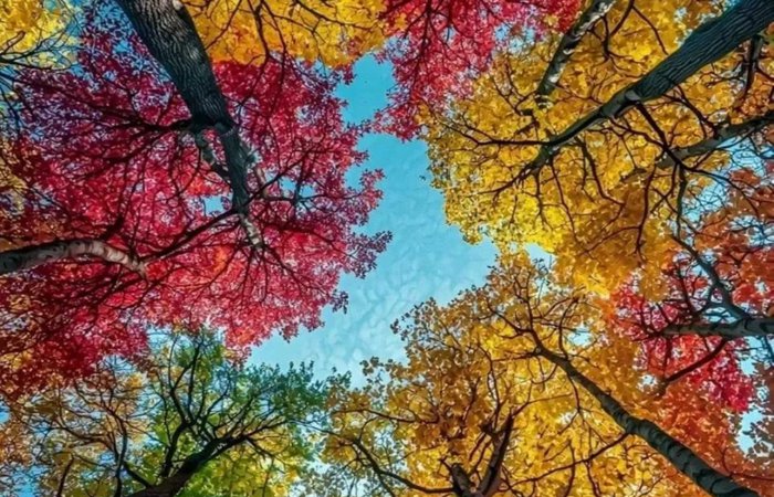 Анонс мероприятий школы на осень