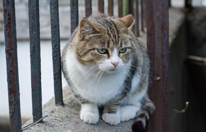 Разговор с кошкой