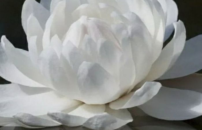 Лёгкость бытия