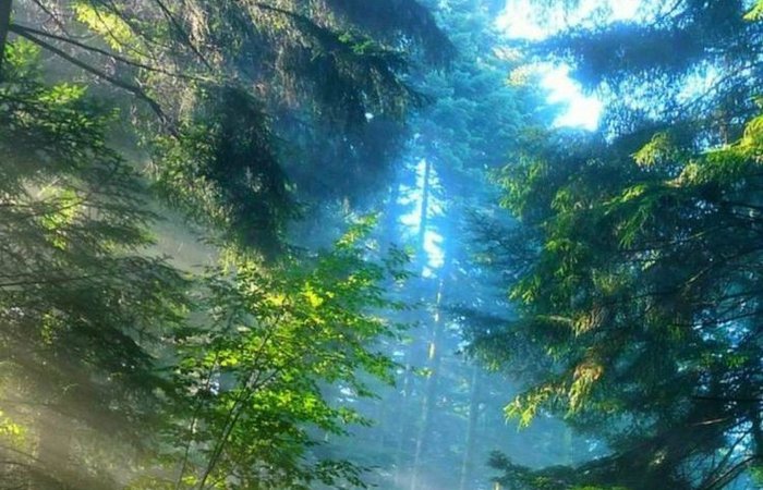 Послание Абсолюта. Раскрывайтесь Любви. Раскрывайтесь в Любви.