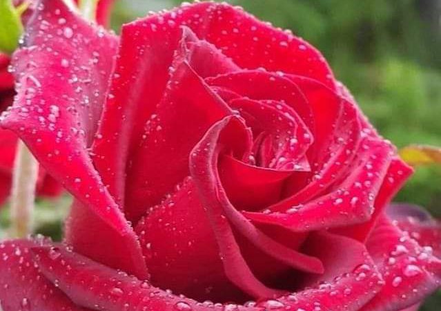 ВЫ СПОСОБНЫ САМИ СЕБЯ ИСЦЕЛЯТЬ