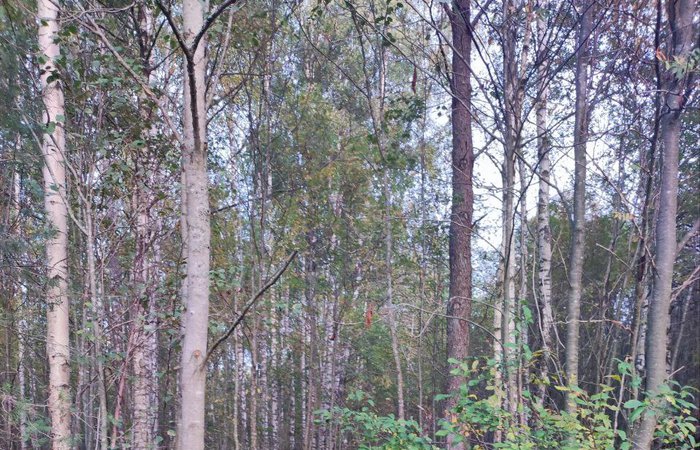 Необычайный разговор с валуном-гранитом. Продолжение. Ответы на вопросы читателей.